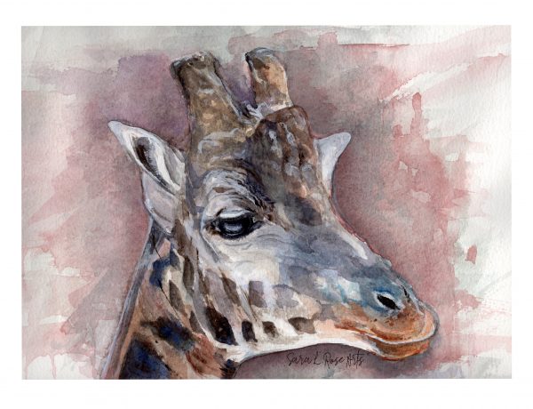 105 giraffe