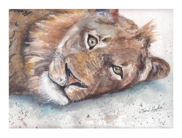 86 Sleepy Lion 600x455
