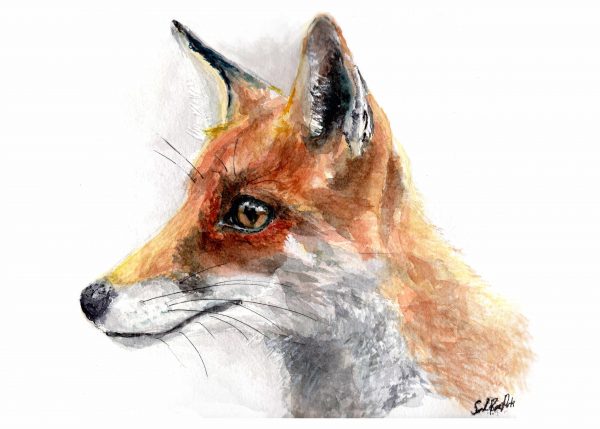 84 fox in profile