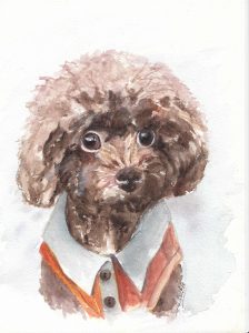 saft poodle