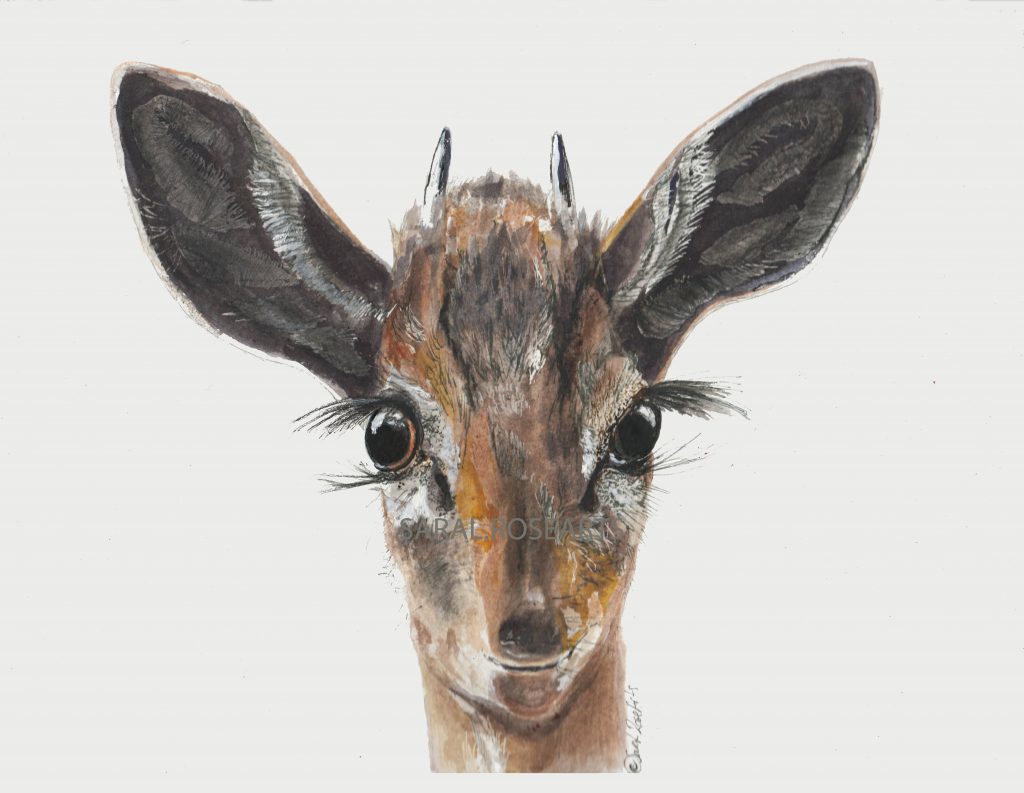 img 20190904 0001 new deer my attempt ready for web