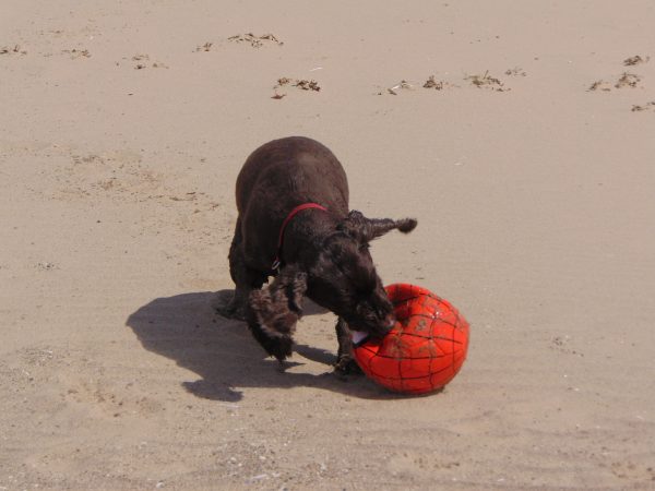 fred with the ball
