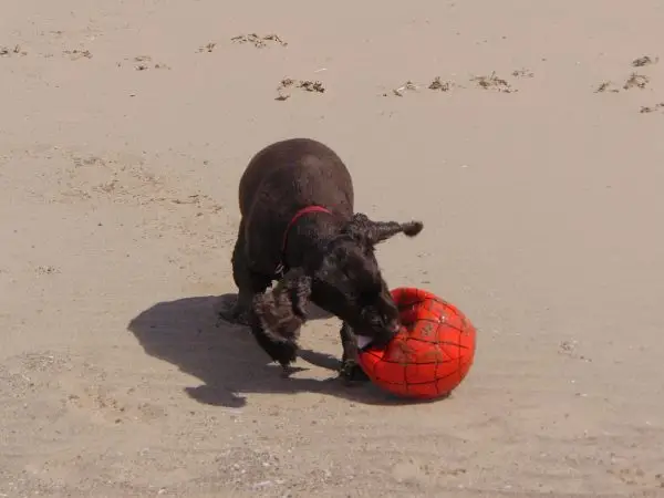 fred with the ball
