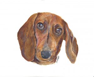sausage dog rescan for website etc 1